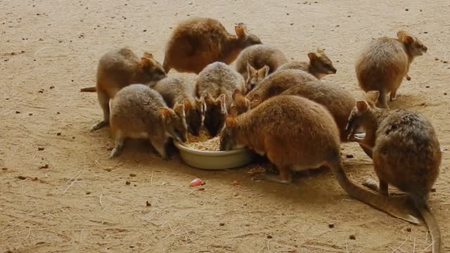 Hungry lovely kangaroo and his friends eat