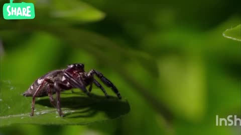 Kungfu mantis vs jumping spider