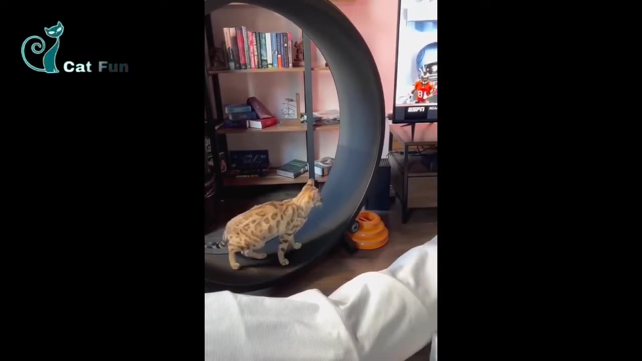 Cute cats funny video