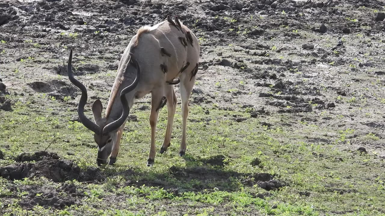 Grooming services provided by Oxpeckers on tick-infested animals