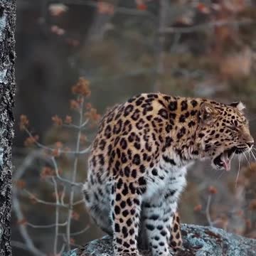 Amur Leopard