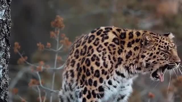 Amur Leopard
