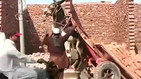 Unloading Donkey