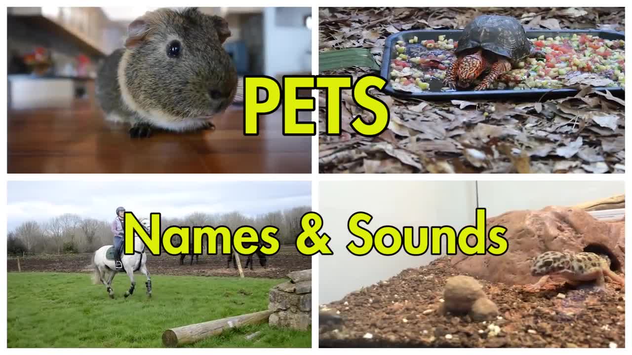 Learn Names of Pets for Kids - Pet Animal Names and Sounds for Children, Kindergarten and Preschool