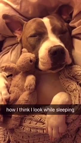 Está Pit Bull muestra la diferencia entre cómo creemos que dormimos y la realidad. ¿Será así?