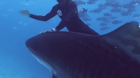 "SHARK SAFETY” What to do when a large tiger shark approaches you