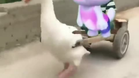 funny cat dance