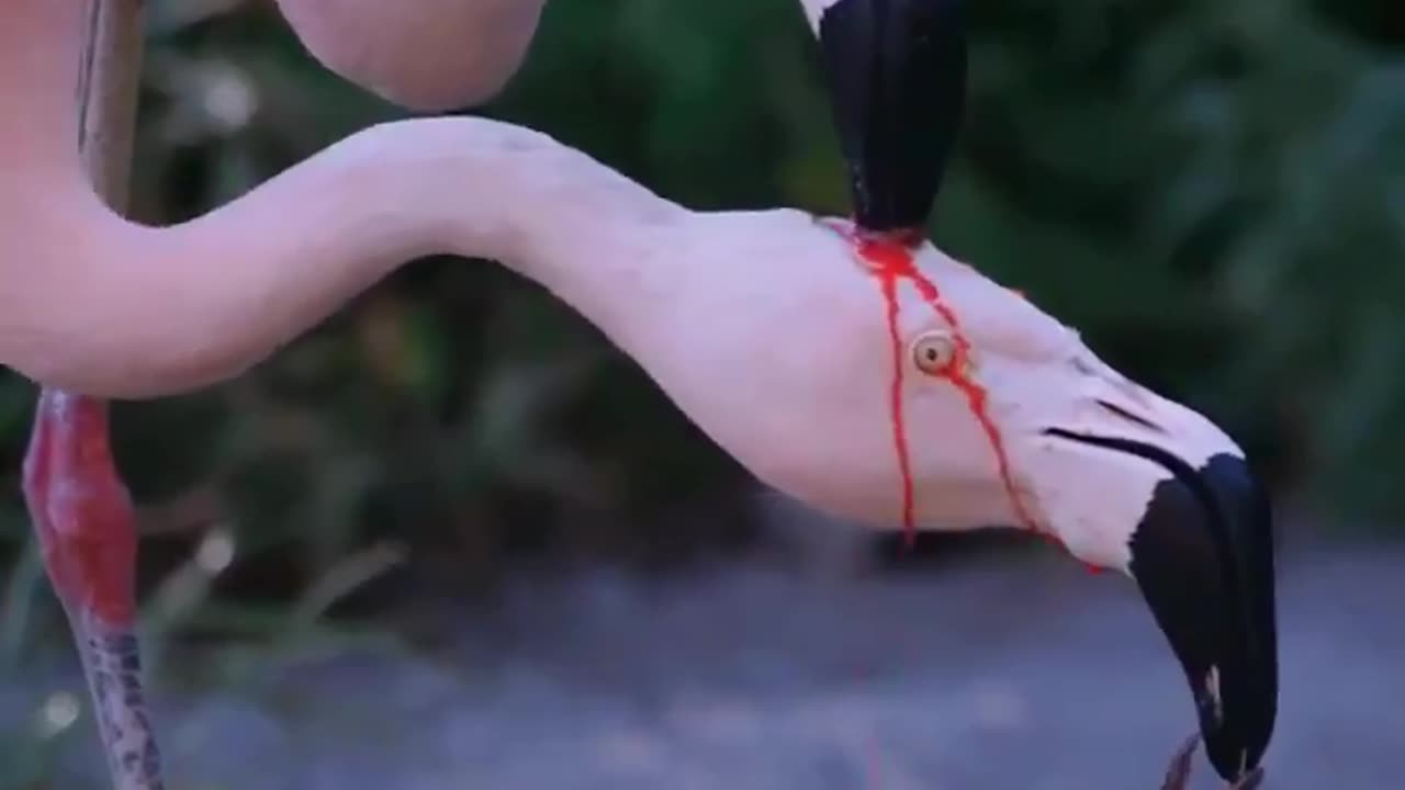 A flamingo couple feeding its young