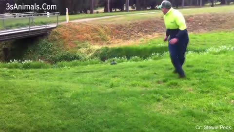 Funny ANIMALS video (15)