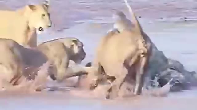 Crocodile & lion fight