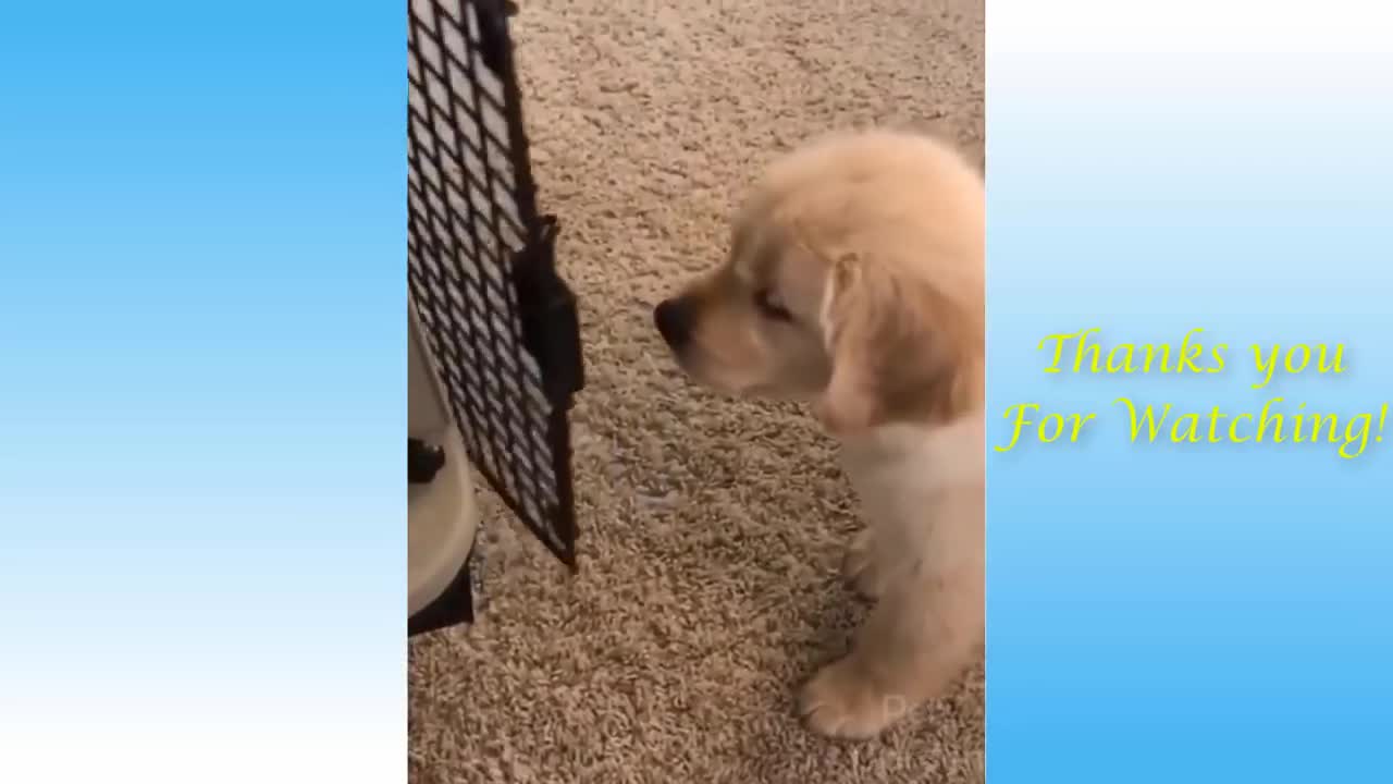 Funny And Cute Cat's