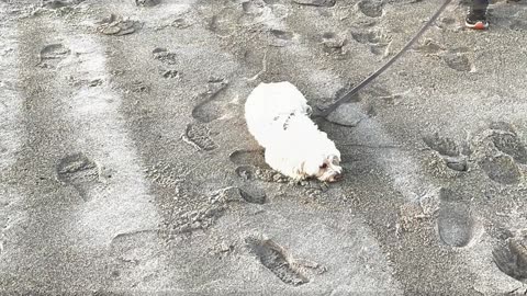 Brothers taking a walk on the Beach