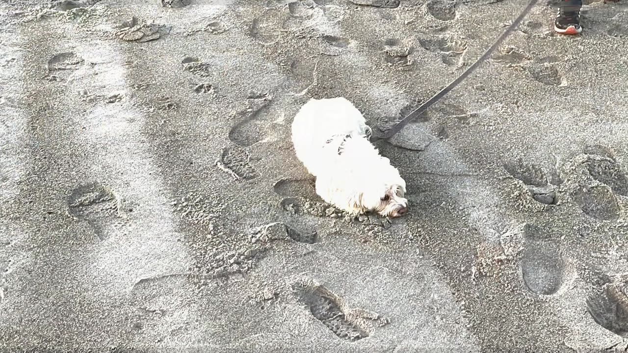 Brothers taking a walk on the Beach