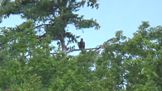 Turkey Vulture