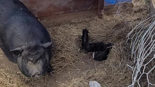 New Year Eve Piglets