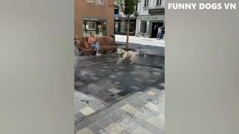 funny dogs and cats 2023