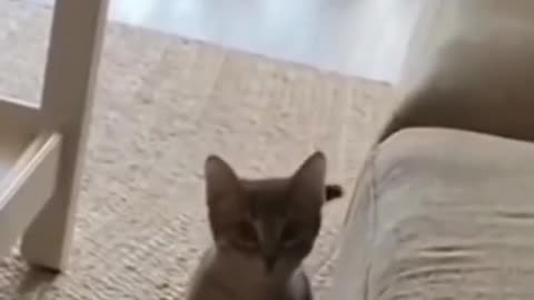 #cutie #pussy #funny