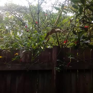 31.10.2024 Out of Control Kuranda