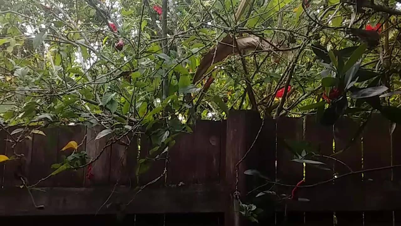 31.10.2024 Out of Control Kuranda