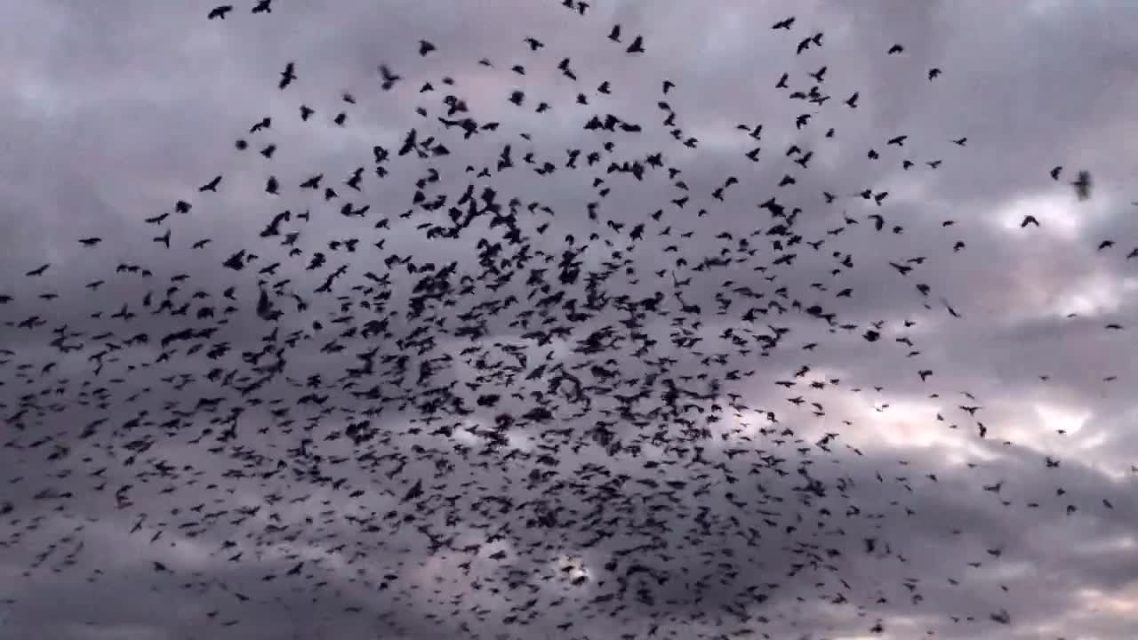 Blackbirds at Sunrise