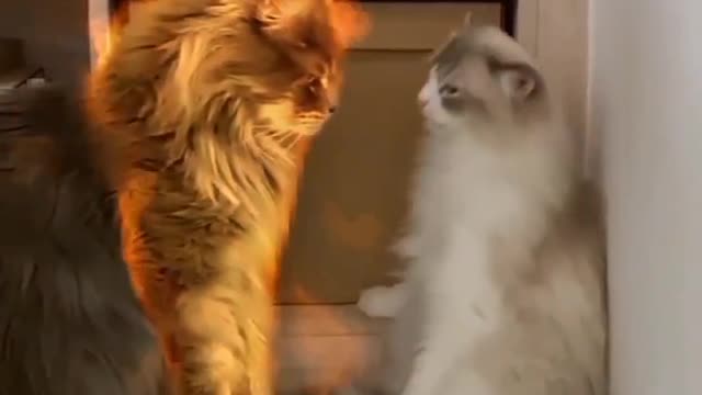 Cat video