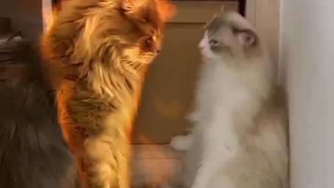 Cat video