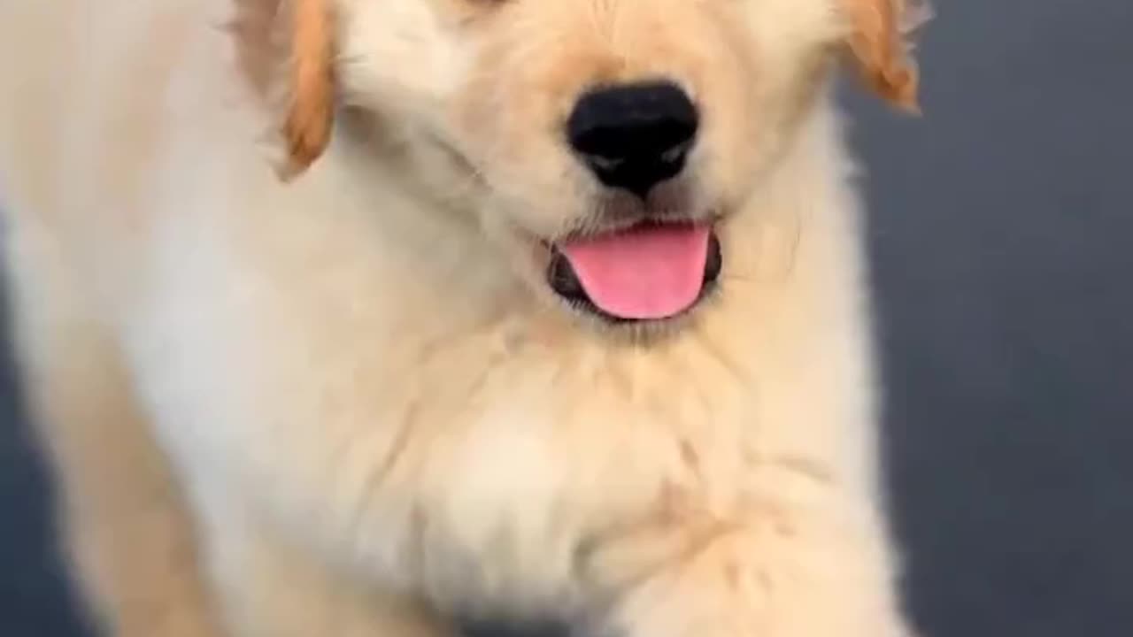 Dog Cries Out In Happiness After Months Apart From Owner