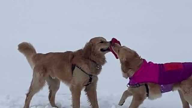 Just another day playing tug-o-war with my brother