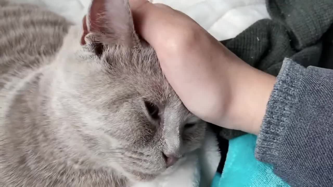 Moon the Cat vlog #7 Moon Anywhere