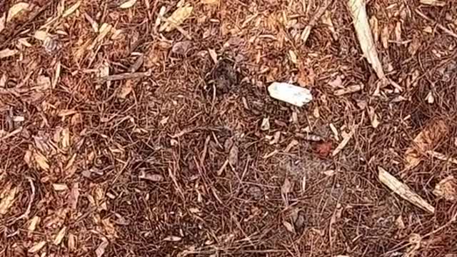 metaldetecting