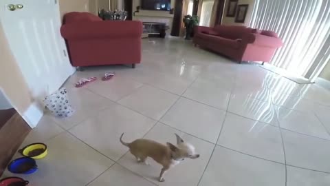 Funny Cute Puppy _ Dog Moments Try Not To Laugh 8