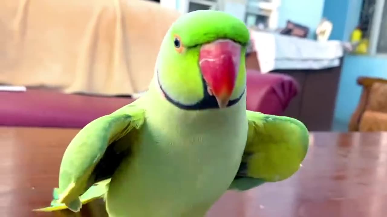 Funny parrot talking and dancing