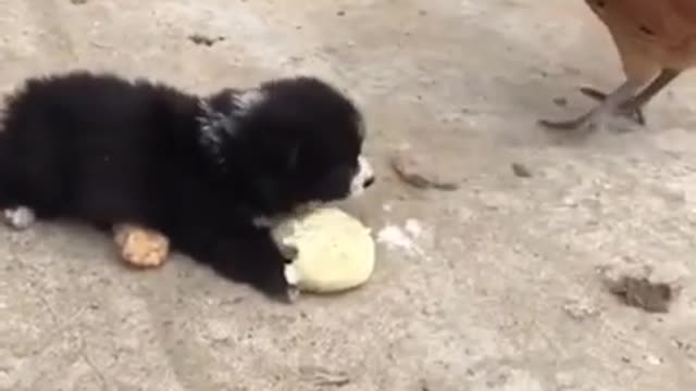 baby dog fighting a rooster for his food