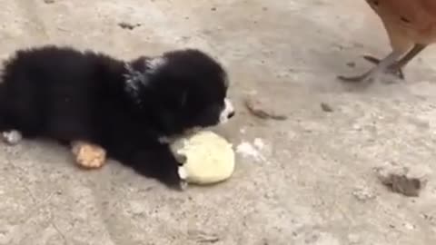 baby dog fighting a rooster for his food