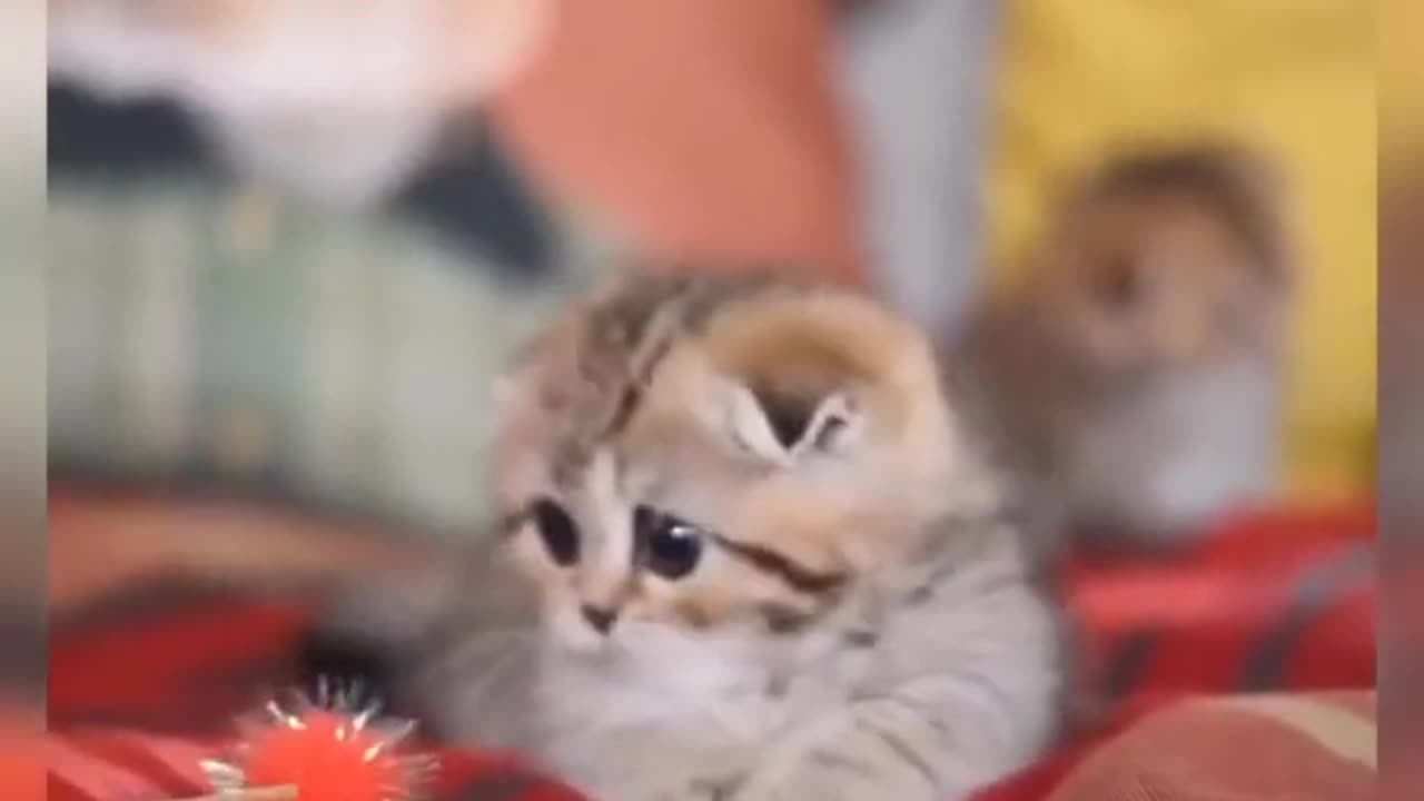 Baby Cats | Cute Cat Playing Video |