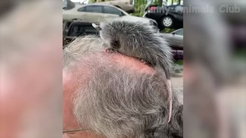 Funniest Animals Video