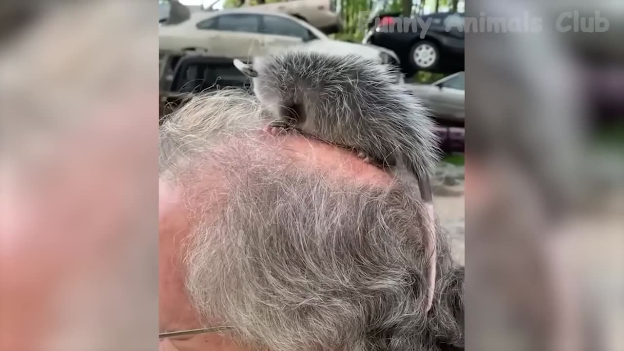 Funniest Animals Video