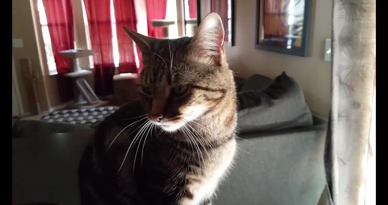 Having an Argument With My Cat