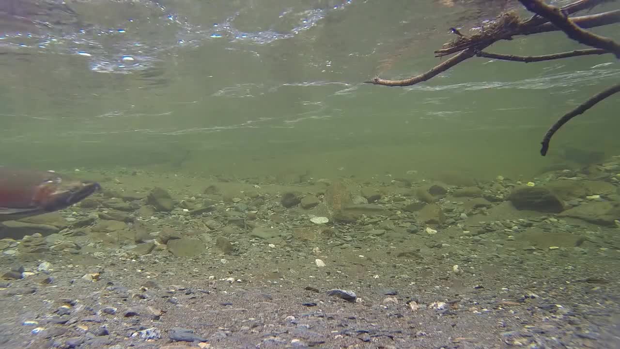 Salmon Fish Stream Water River Underwater