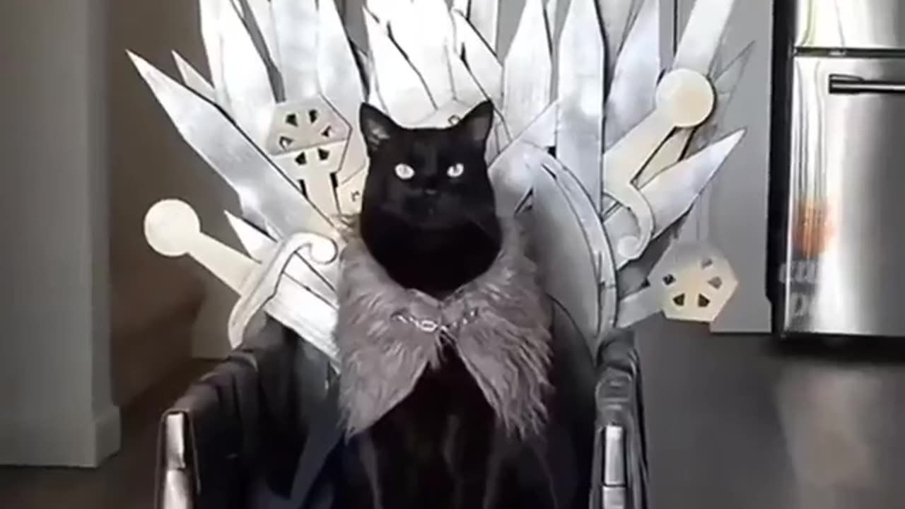WATCH | ANIMALS