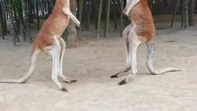 Fighting kangaroos