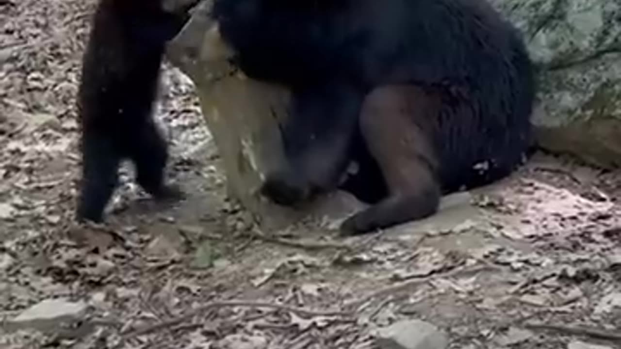 Wild Bears Have Unique Relationship With Woman