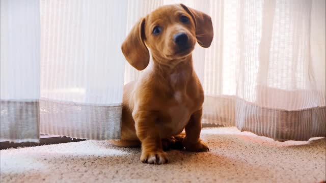 The small dog trend: impact of size on pet health.