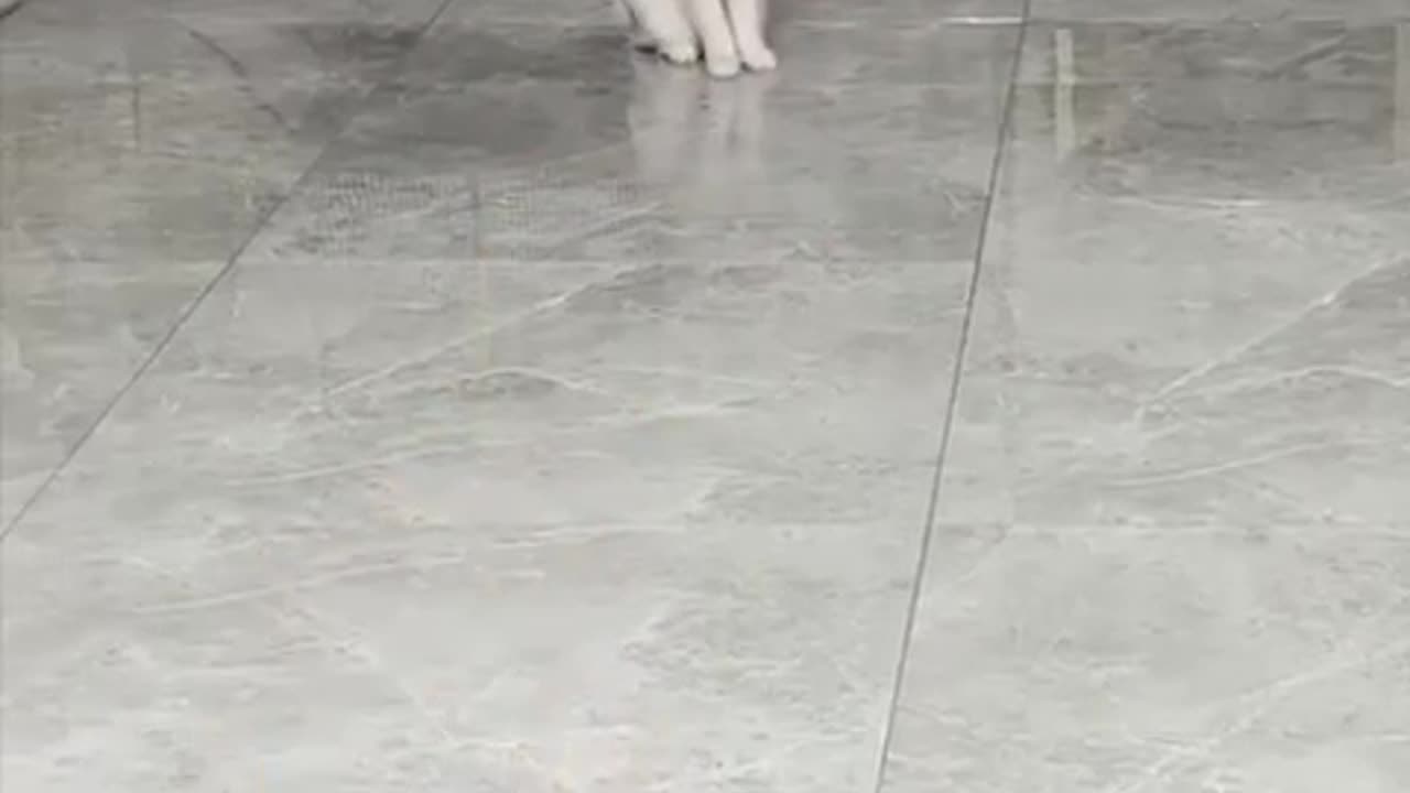 unathletic cat