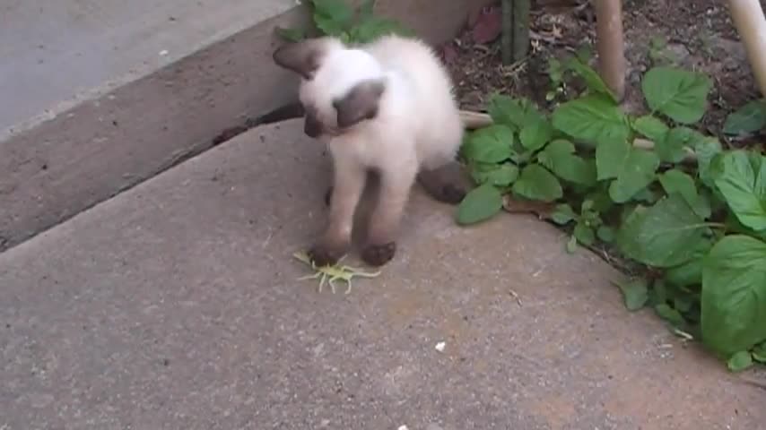 White cat playing with toy