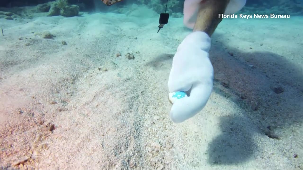 Diving for Easter eggs off the Florida coast