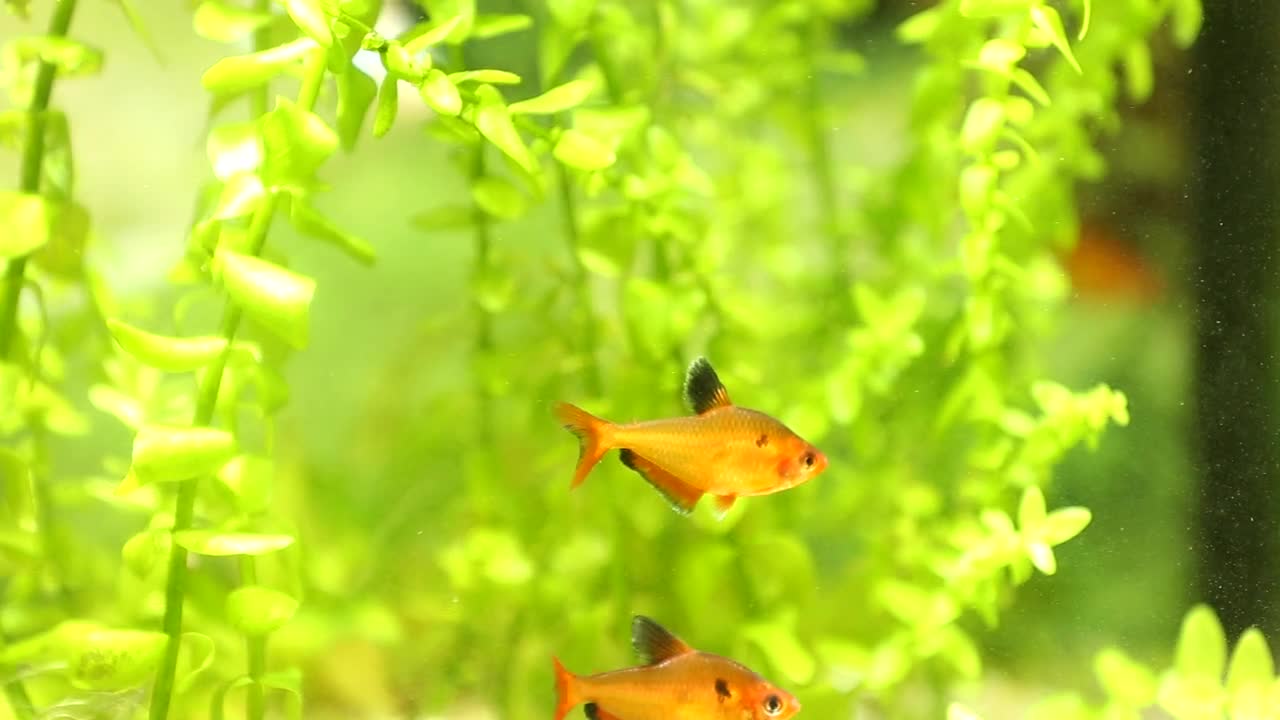 Exotic Fish at Austin Aquatic Aquarium Fish Shop