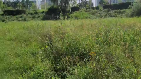 grass field blowing in the wind