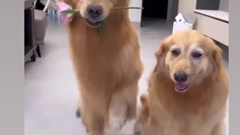 Dog Velentine Proposal