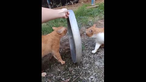 Cats